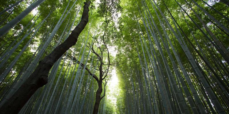 CW388芯片：链接低功耗与高音质的助听器革新解决方案